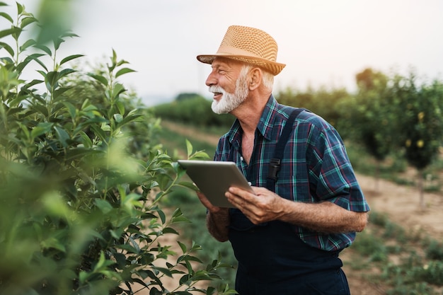 Agrônomo de barba de 60 anos inspecionando árvores no pomar e usando um computador tablet.