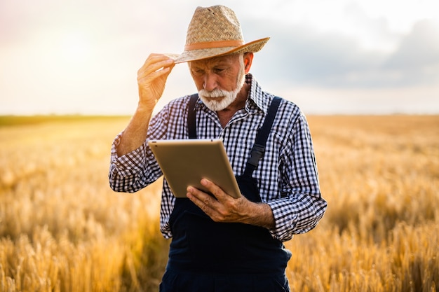 Agrônomo de sessenta anos inspecionando um campo de trigo e usando um computador tablet.