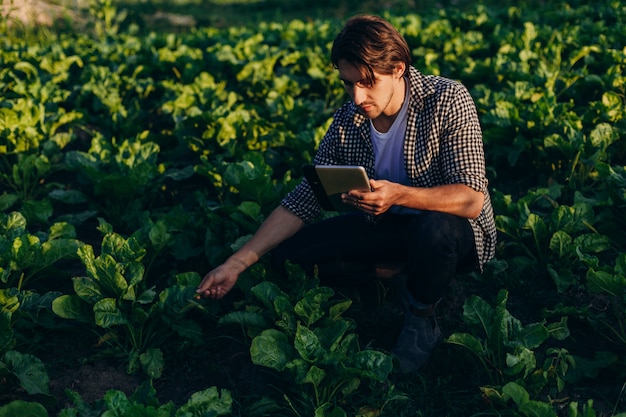 Agrônomo em um campo assumindo o controle do rendimento com ipad e considerando uma planta