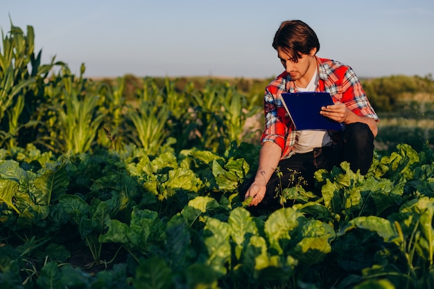 Agrônomo em um campo, assumindo o controle do rendimento e consideração, e toca uma planta