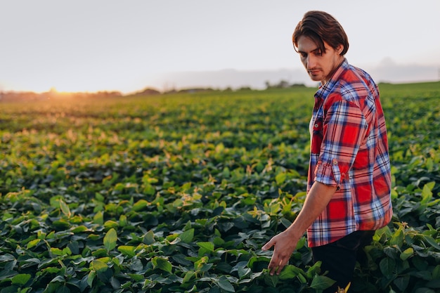 Agrônomo em um campo, assumindo o controle do rendimento.