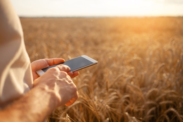 Agrónomo hombre utiliza tecnología moderna en un campo de trigo