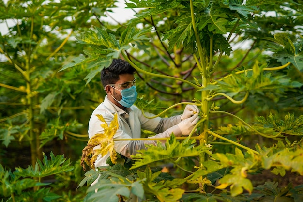 Agrônomo indiano no campo de mamão