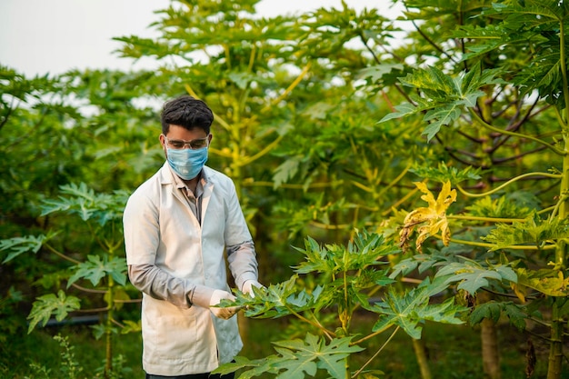 Agrônomo indiano no campo de mamão