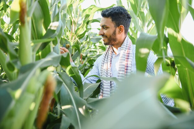 Agrónomo indio en el campo de maíz agrícola