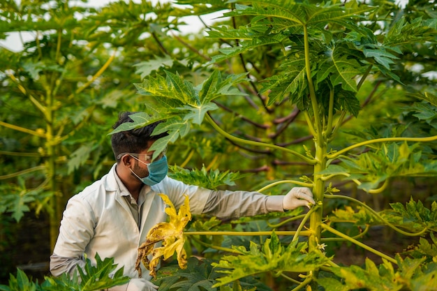 Agrónomo indio en campo de papaya