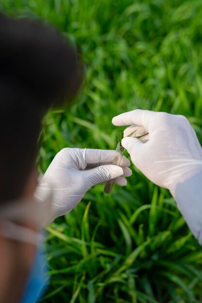 Agrónomo indio en el campo