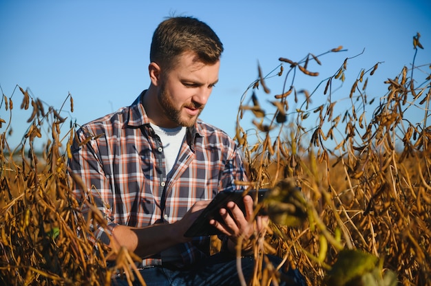 Agrónomo inspecciona el cultivo de soja en el campo agrícola - concepto Agro - agricultor en la plantación de soja en la granja.