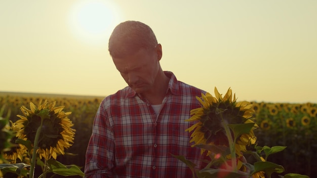 Agrónomo inspecciona la plantación de girasol a la luz del sol dorada Trabajo de granjero en el campo