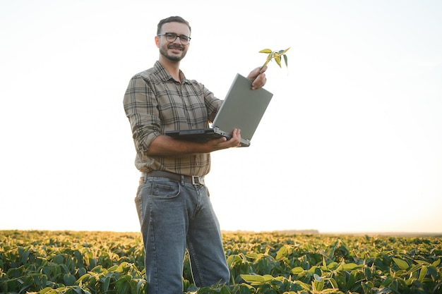 Agrónomo inspeccionando cultivos de soja que crecen en el campo agrícola Concepto de producción agrícola joven agrónomo examina el cultivo de soja en el campo en verano Agricultor en campo de soja