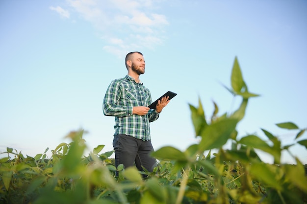 Agrônomo inspeciona a cultura da soja no campo agrícola - conceito Agro - agricultor na plantação de soja na fazenda