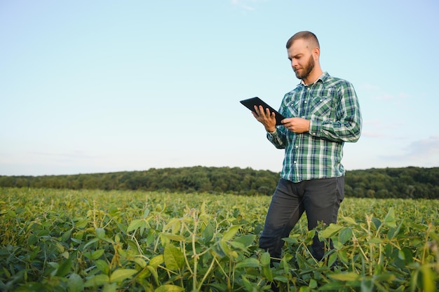 Agrônomo inspeciona colheita de soja em campo agrícola agricultor de conceito agro na plantação de soja na fazenda