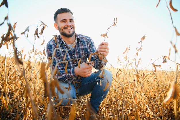 Agrônomo inspeciona colheita de soja em campo agrícola Agricultor de conceito agro na plantação de soja na fazenda