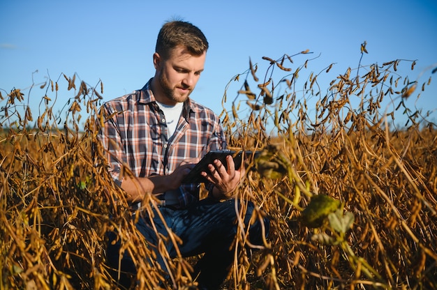 Agrônomo inspeciona safra de soja em campo agrícola - Agro conceito - agricultor em plantação de soja na fazenda.