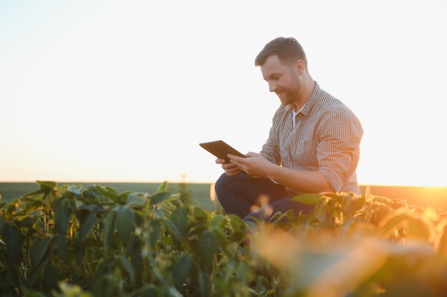 Foto agrônomo inspecionando as culturas de soja crescendo no campo agrícola conceito de produção agrícola jovem agrônomo examina a cultura de soja no campo no verão agricultor no campo de soja