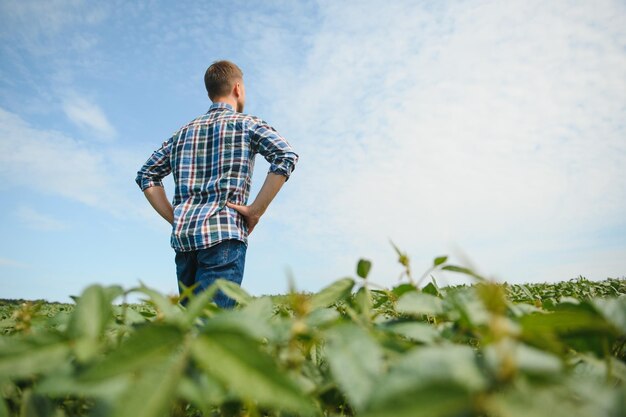 Agrônomo inspecionando as culturas de soja crescendo no campo agrícola Conceito de produção agrícola jovem agrônomo examina a cultura de soja no campo no verão Agricultor no campo de soja