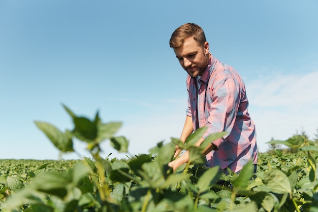 Agrônomo inspecionando safras de soja em cultivo no campo. conceito de produção agrícola. jovem agrônomo examina a safra de soja no campo no verão. fazendeiro em campo de soja