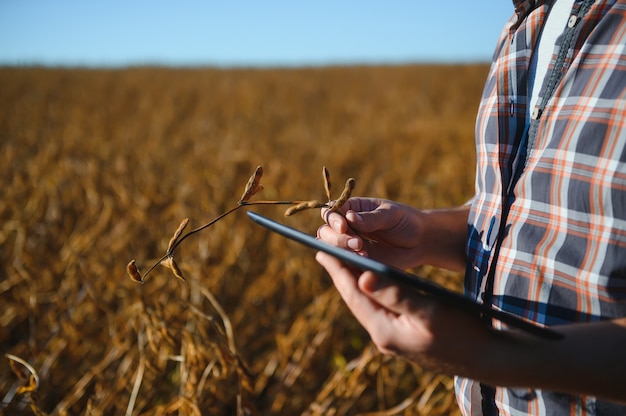 Agrônomo inspecionando safras de soja em cultivo no campo. Conceito de produção agrícola. jovem agrônomo examina a safra de soja no campo no verão. Fazendeiro em campo de soja