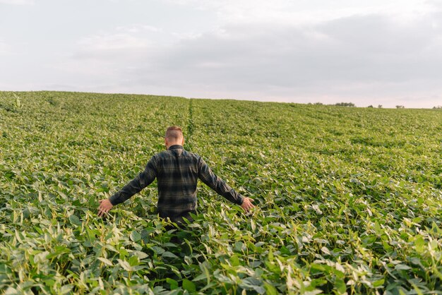 Agrônomo inspecionando safras de soja em cultivo no campo. conceito de produção agrícola. jovem agrônomo examina a safra de soja no campo no verão. fazendeiro em campo de soja