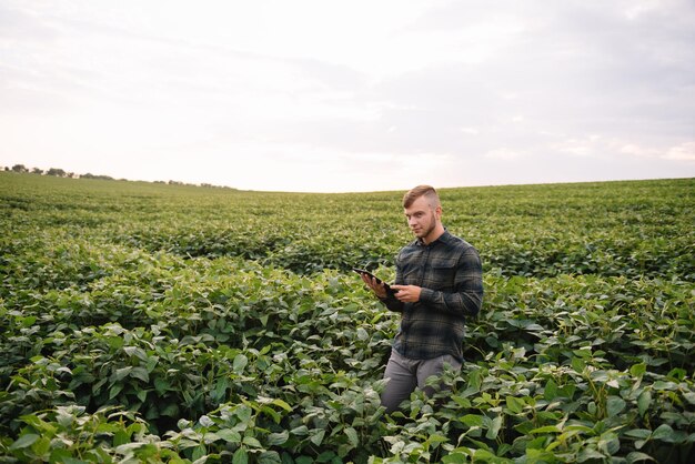 Agrônomo inspecionando safras de soja em cultivo no campo. conceito de produção agrícola. jovem agrônomo examina a safra de soja no campo no verão. fazendeiro em campo de soja