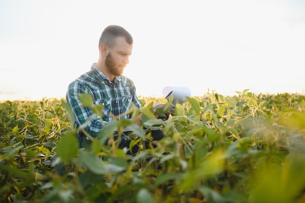 Agrônomo inspecionando safras de soja em cultivo no campo. Conceito de produção agrícola. jovem agrônomo examina a safra de soja no campo no verão. Fazendeiro em campo de soja