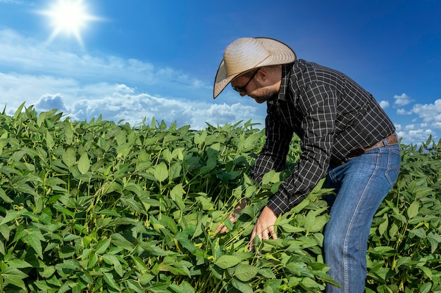 Foto agrônomo inspecionando safras de soja em cultivo no campo. conceito de produção agrícola.