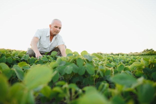 Agrônomo inspecionando safras de soja em cultivo no campo