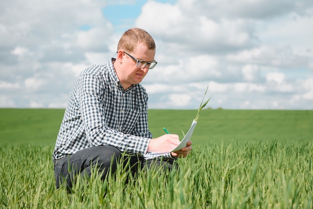 Un agrónomo investiga el proceso de maduración del trigo joven en el campo. Concepto de negocio agrícola