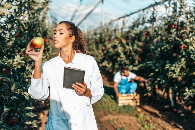 Agrónomo joven hermosa que trabaja en el huerto de manzanas.