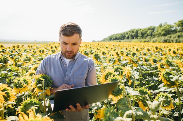 Agrónomo con laptop inspecciona cultivo de girasol en campo agrícola