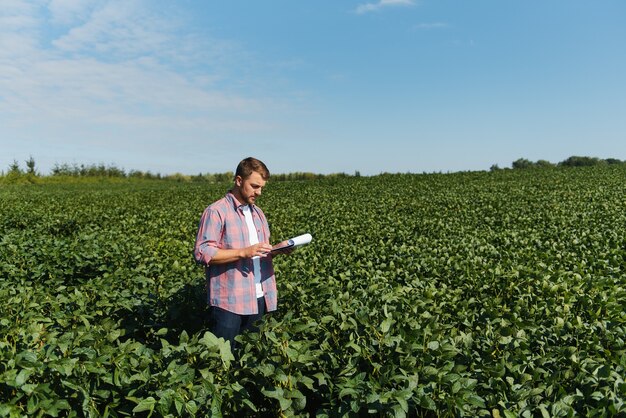 Agrónomo o agricultor examinando cultivos de campo de soja