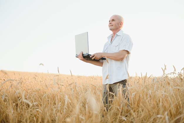 Agrónomo o agricultor usando una computadora portátil mientras inspecciona el campo de trigo orgánico