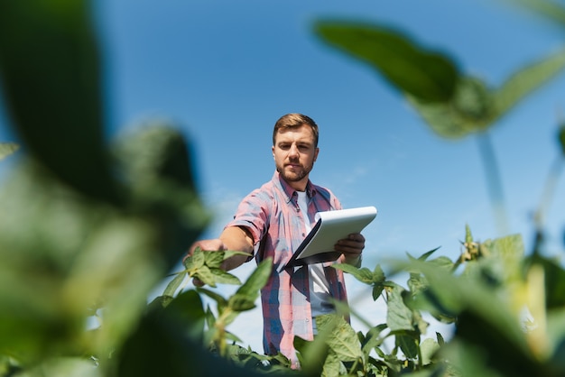 Foto agrônomo ou agricultor examinando safra de campo de soja