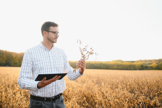 Agrônomo ou agricultor examinando safra de campo de soja