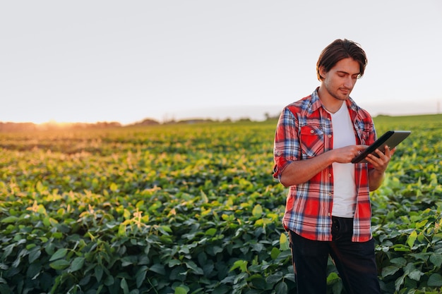 Agrônomo que está no campo que guarda um ipad e que olha na tela.