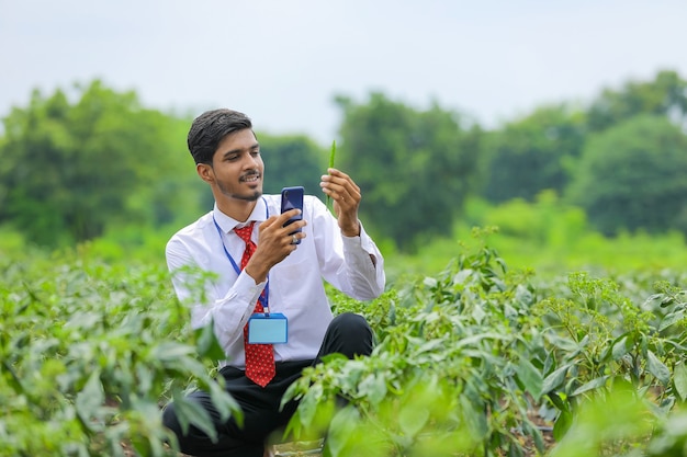 Agrônomo tirando foto em telefone inteligente em campo de pimenta verde
