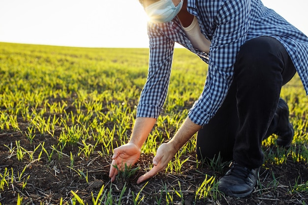 Agrónomo trabajando en el campo comprobando el progreso del crecimiento del trigo verde joven. El agricultor con mascarilla médica toca los brotes en el campo. Concepto de salud y agricultura.