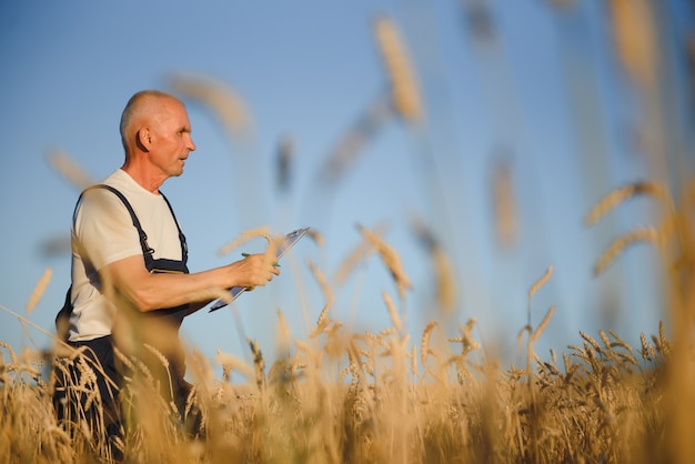 Agrónomo usando una tableta mientras inspecciona el campo de trigo orgánico antes de la cosecha