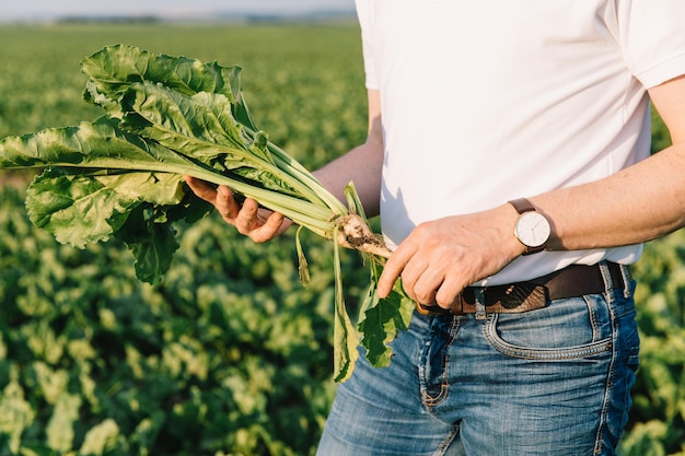 Agrônomo verifica a raiz de uma beterraba no campo