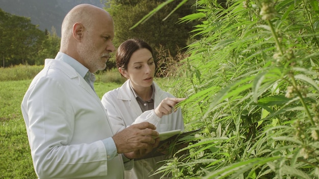 Agrónomos haciendo un control de calidad en un campo de cáñamo