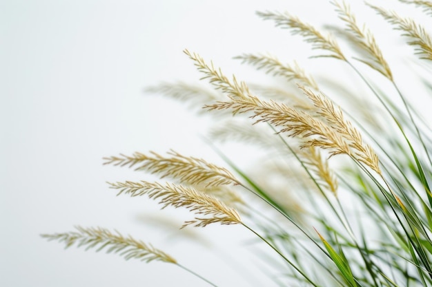 Agropirón de la vegetación de la hierba