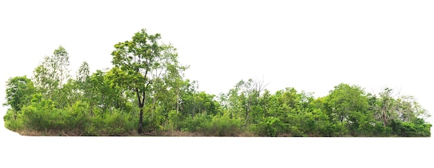 Agrupe a árvore verde isolada no fundo branco