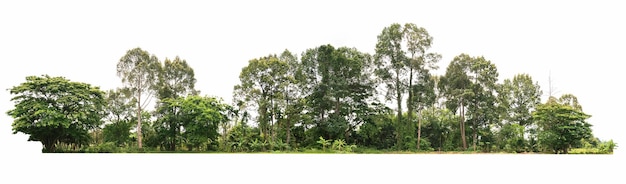 Foto agrupe a árvore verde isolada no fundo branco