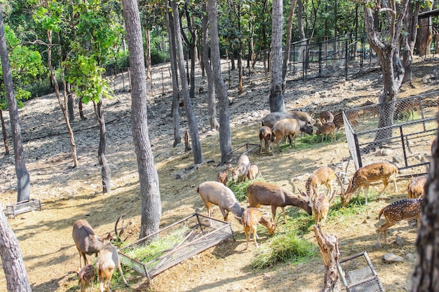 Agrupe los ciervos marrones femeninos y masculinos crecidos completamente en comer la hierba fresca y el heno en parque zoológico natural.