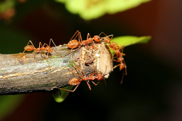 Agrupe la hormiga roja en el árbol de palo en la naturaleza en el bosque de Tailandia