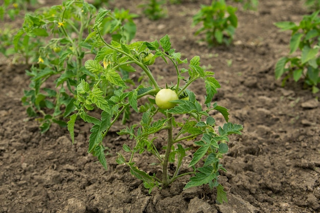 Agrupe los tomates verdes en el tallo