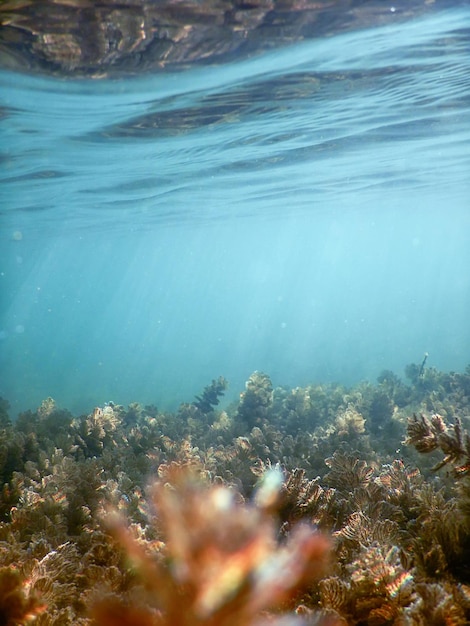 Bajo el agua agua dulce flora ríos lagos estanque