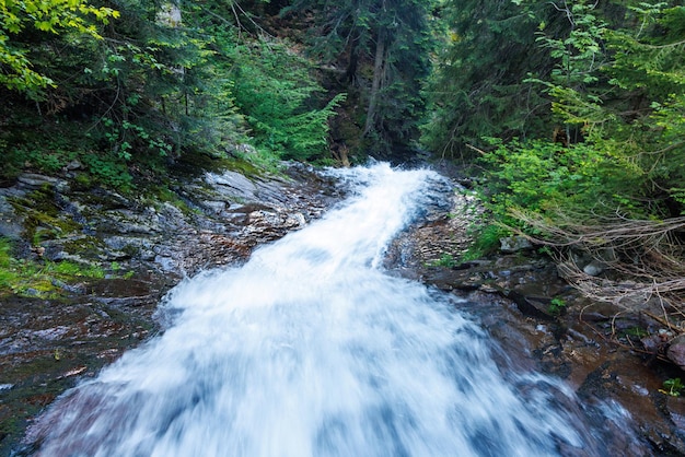 El agua de un arroyo corre entre piedras en un bosque