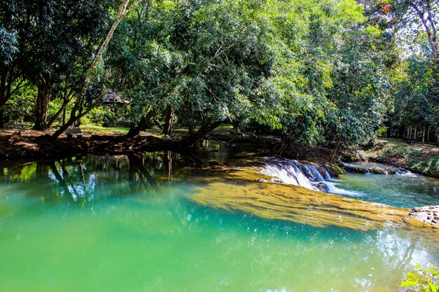 El agua en el arroyo es verde y un árbol verde brillante en Kapo Waterfall Fores Park.