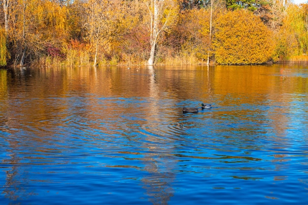 Agua azul en un estanque con dos patos nadando y un reflejo de árboles otoñales con follaje amarillo